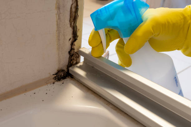 Best Kitchen Mold Remediation in Attleboro, MA