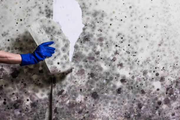 Best Basement Mold Remediation in Attleboro, MA