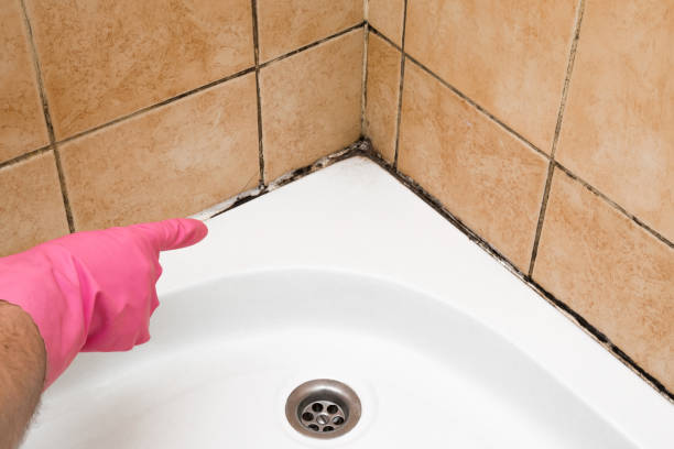 Best Preventive Mold Services in Attleboro, MA